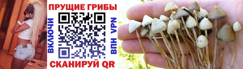 гидра зеркало  Углич  Псилоцибиновые грибы прущие грибы 